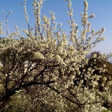 Nightingale Pelion 別荘 Kalamaki